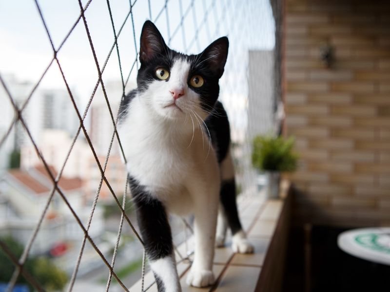 Telas de proteção para Gatos em Londrina