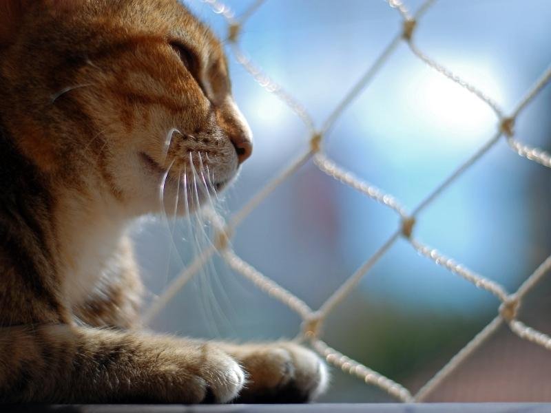 Garanta a segurança de sua família com tela de proteção em Londrina