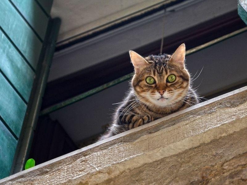 Garanta a segurança de animais com tela de proteção em Sabáudia