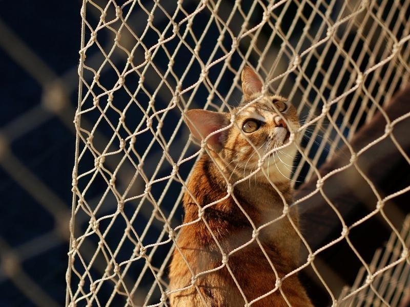 Proteja animais com rede residencial em Florestópolis