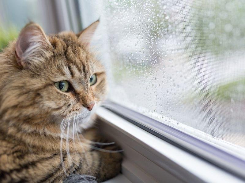 Telas de segurança para Gatos em Londrina
